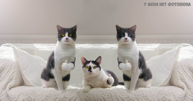Чем они кота напоили?