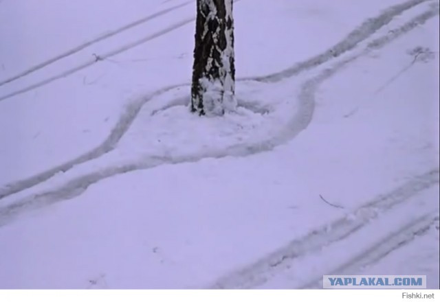 Дерево внутри автомобиля