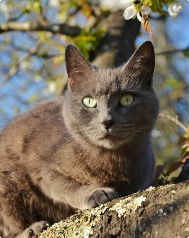 Котики