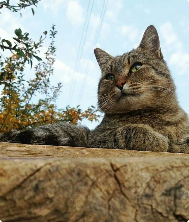 Котофеев пост