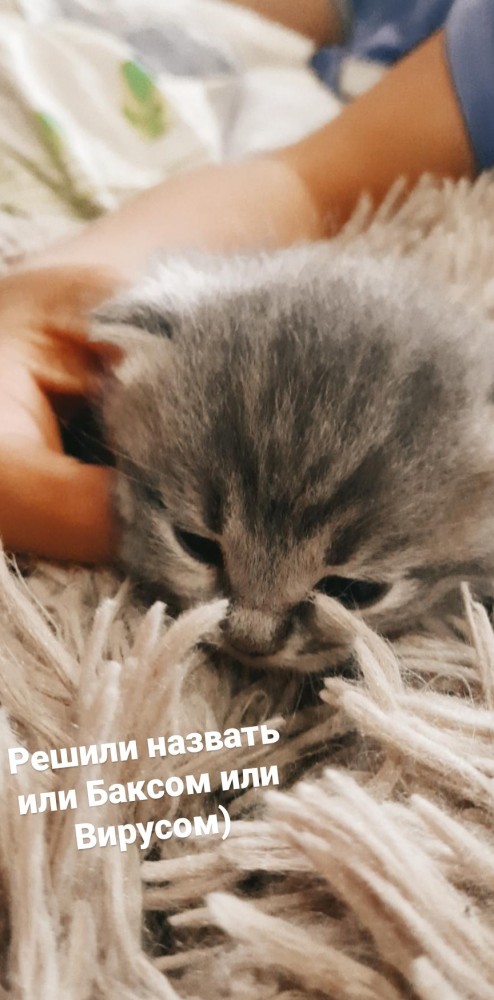 А какие у вас питомцы?