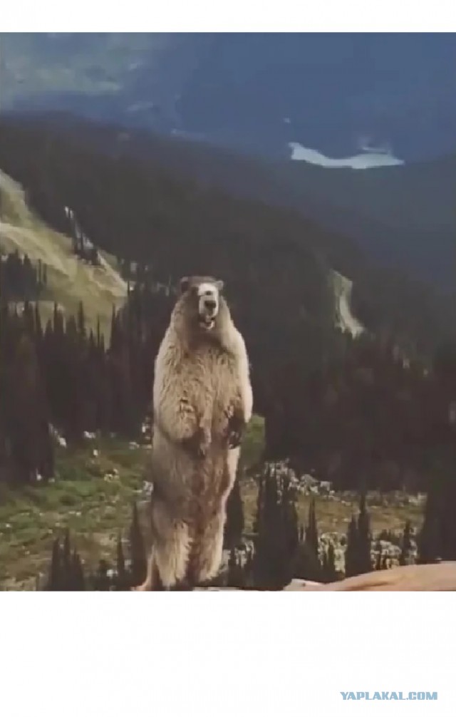 Охота в тайге? Да ну его...