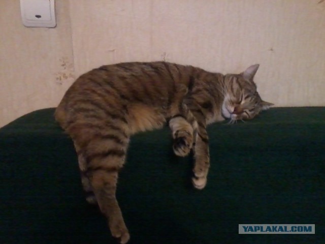 Котовторник 17.11.20
