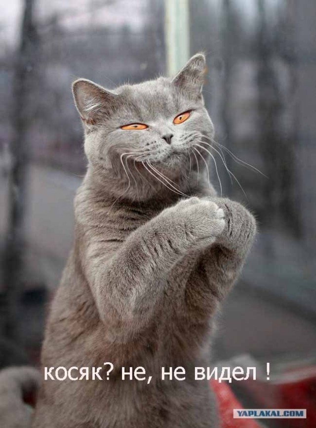 Чесна, чесна, хозяин, это не я ...
