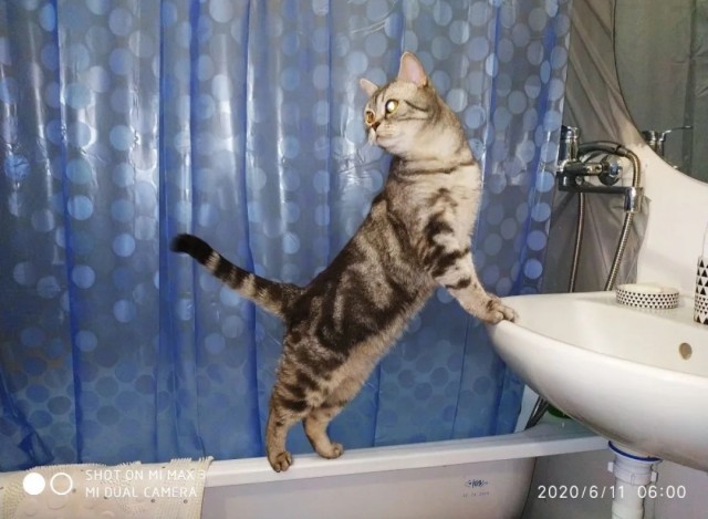 Последние котики февраля.