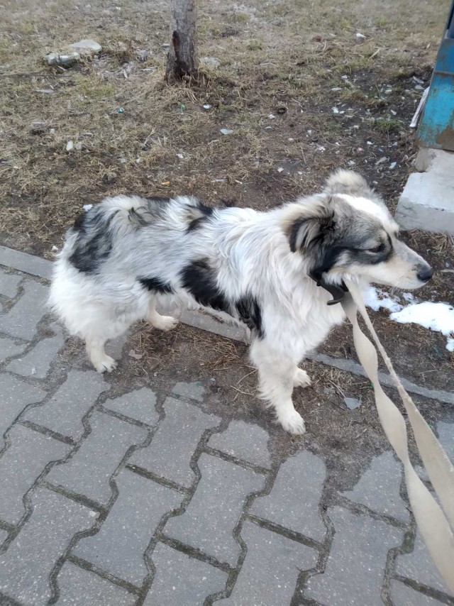 Подборка всякой живности