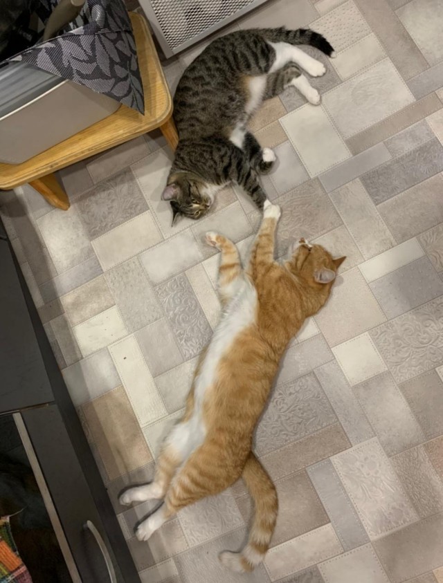 Хоба! Котовторник!