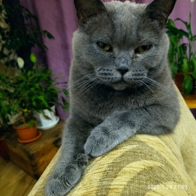 Нафиг эту войну, ковид и т.п. Посмотрите лучше на моего кота!