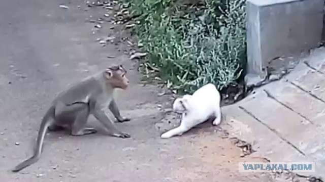 Задержали за звёзды