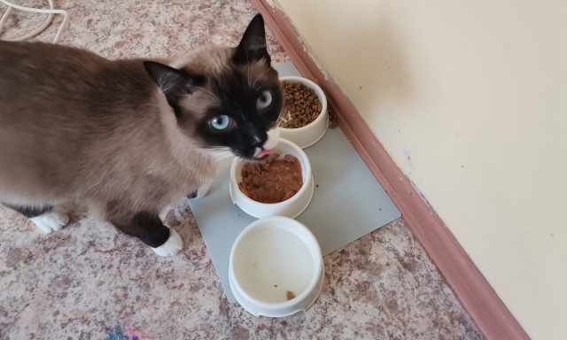Ну, поехали в котоввторник!
