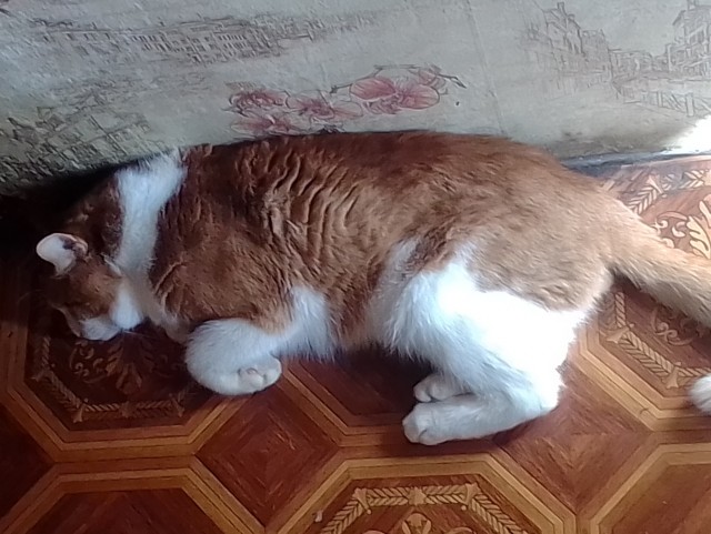 А вот и котовторник 24.05.2022