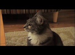 40 картинок разных 24.05.2022