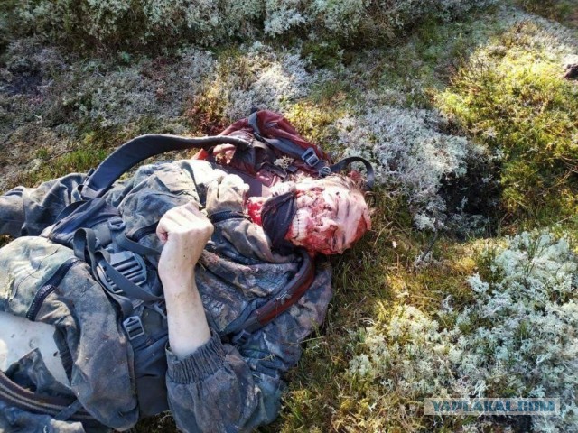 Пенсионер из Приангарья отбился от медведя грибным ножом