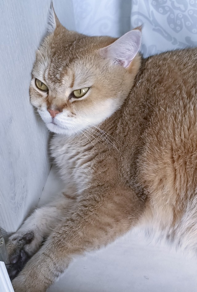 Ура! Котовторник.