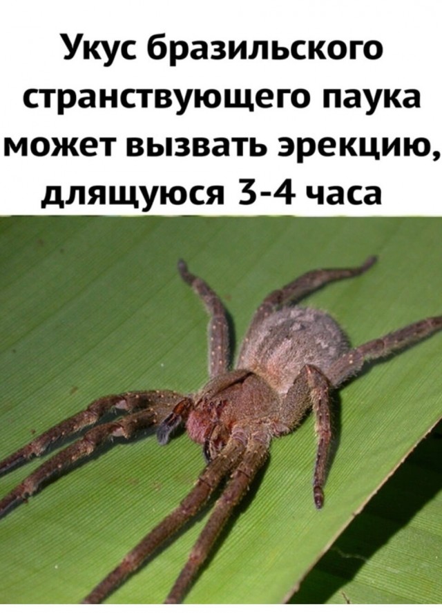 10 ужасных токсинов, которые на самом деле приносят пользу людям