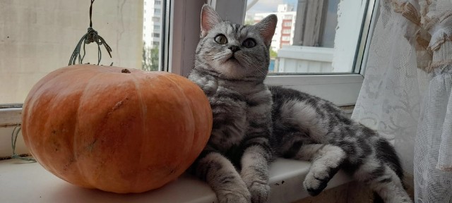 Кот во вторник
