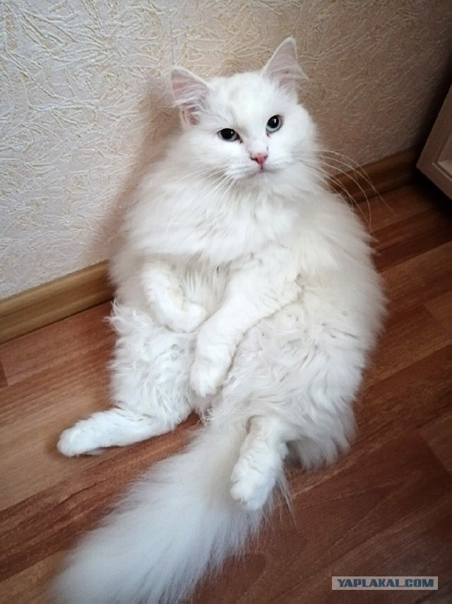 Уличный котей - 1, домашний котей +1