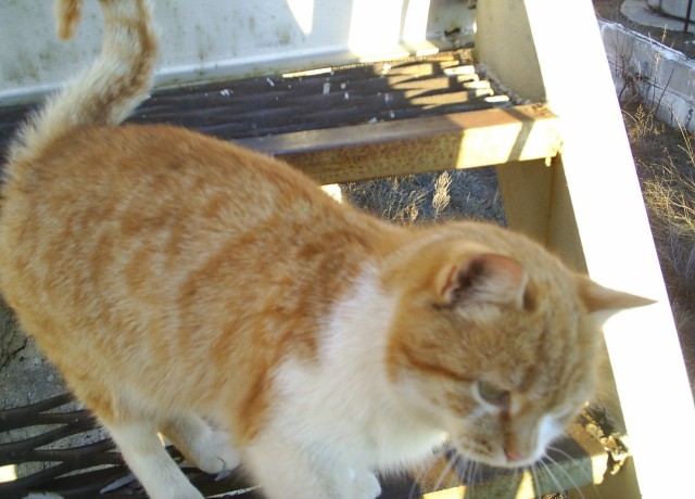 Котовторник  19.03.2013