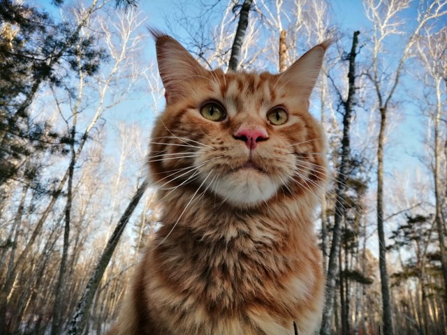 Собаковторник!