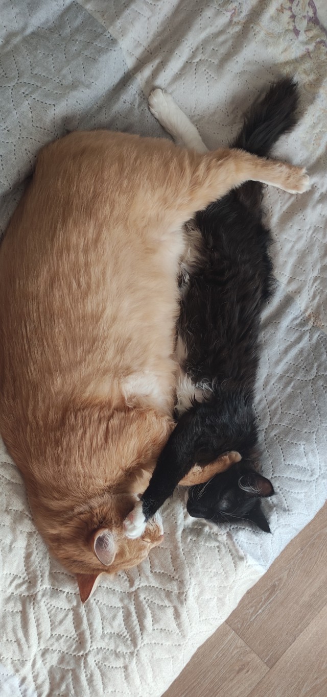 Головоломка для кота