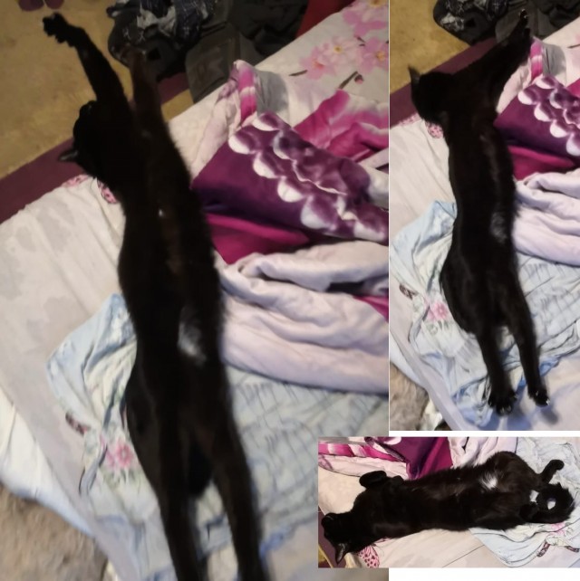 Котофторниг