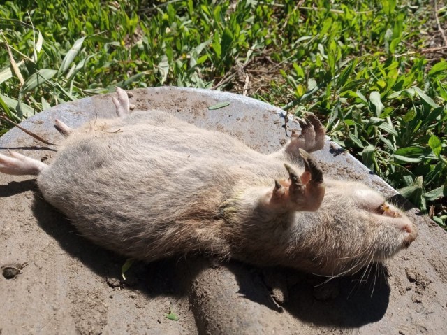 Этот кот никогда не останавливался на достигнутом