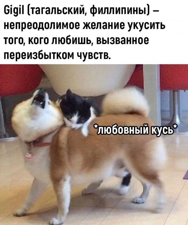 Котокартинки