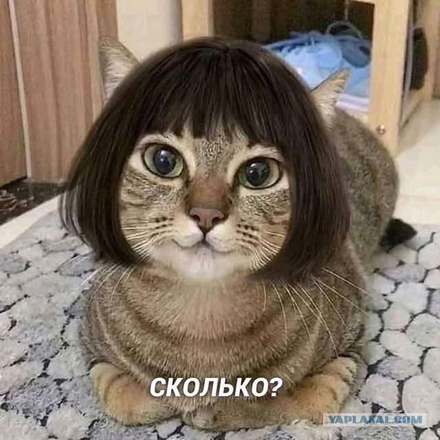 Жизнь домашнего приюта для котеек 478