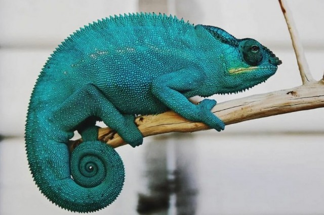 Винни-ЯПух, ЯПтачок и все-все-все...