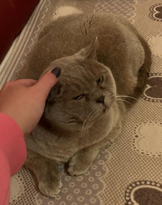 Толстые коты