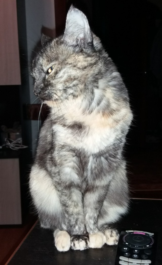 Котовторник