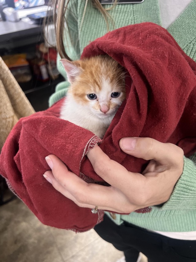 Рыжий найдëныш подрос