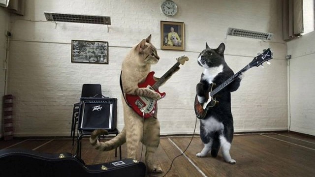 Чем отличаются люди, у которых есть кошки, от людей, у которых их нет? Тест и его результаты
