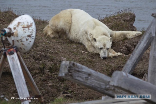 Красота! Лето на Ямале. Фото
