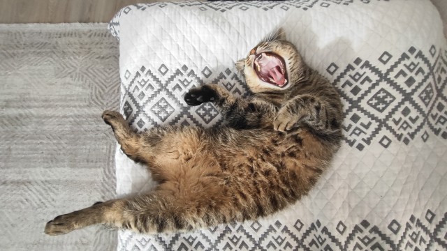 Спящий кот