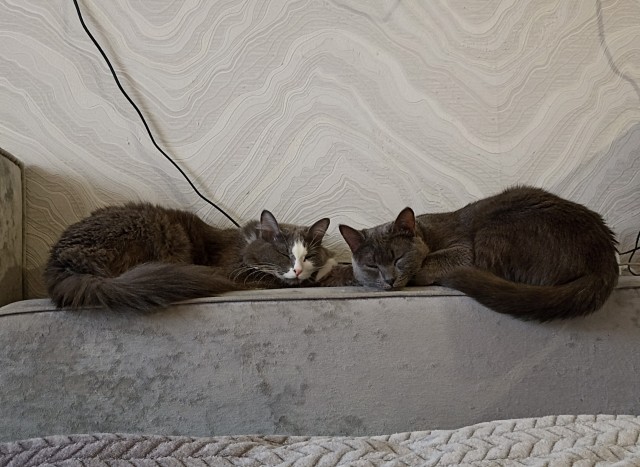 Нефотогеничный кот