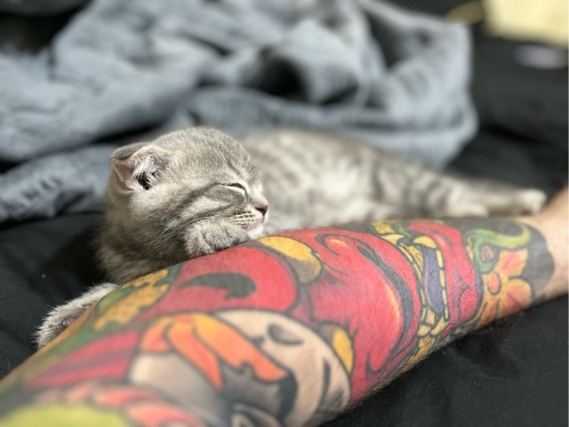 Это что, котовторник?