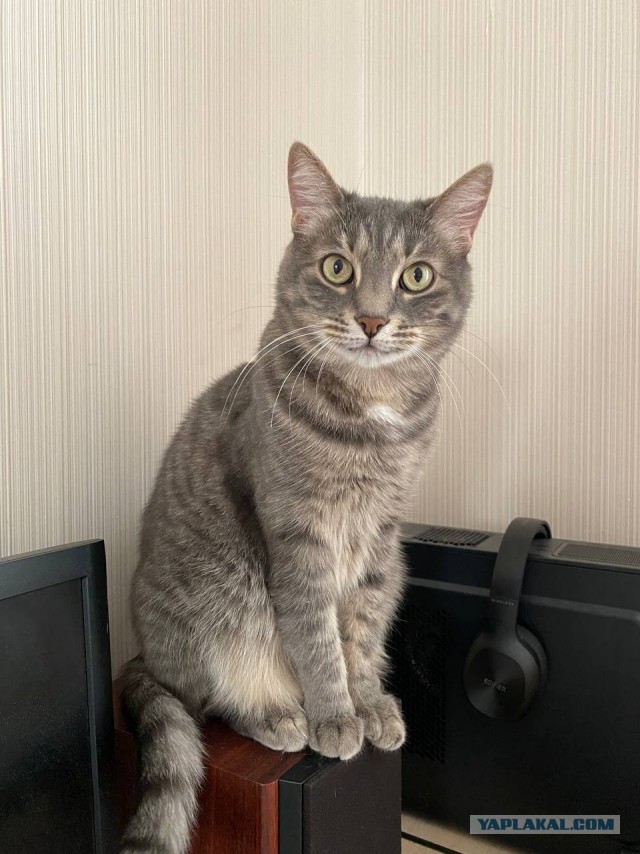 Это что, котовторник?