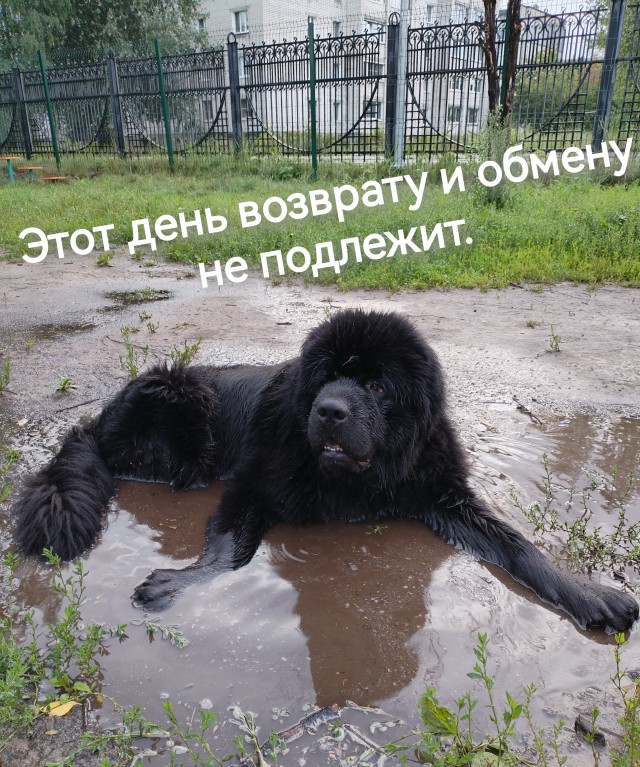 Сегодня отмечается Международный день собак