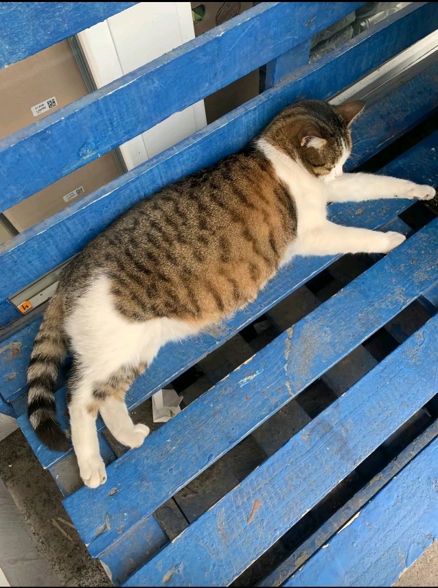 Котовторник