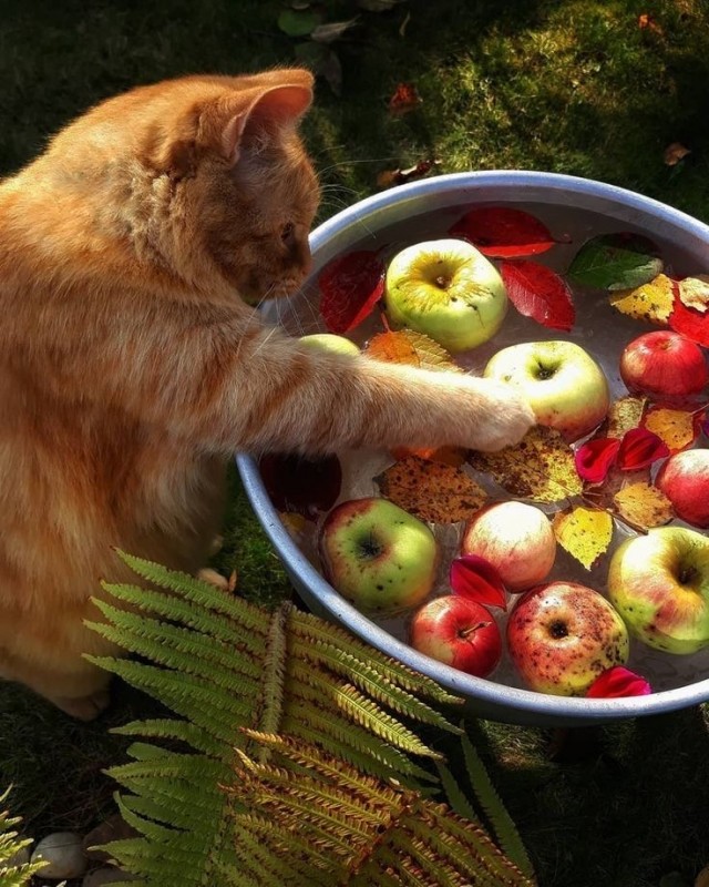 Осенний кот