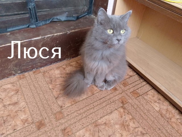 Жизнь домашнего приюта "Котоленд" 511