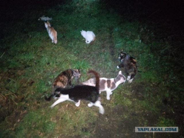 Жизнь домашнего приюта для котеек 565