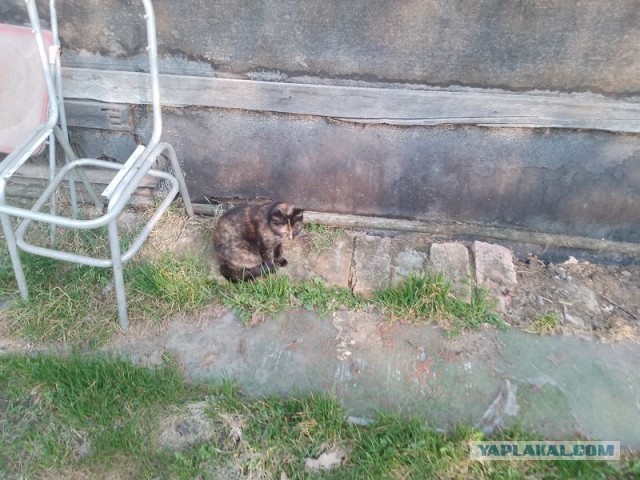 Жизнь домашнего приюта для котеек 575