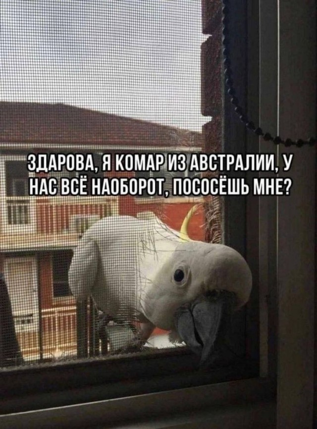 Обеденный перерыв в Австралии