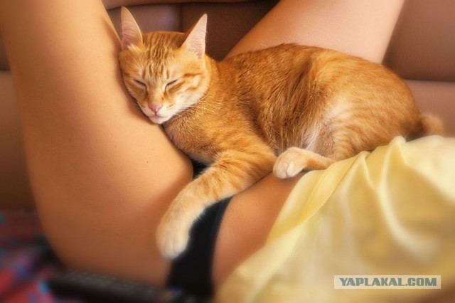 Котовторник 6.05.2014