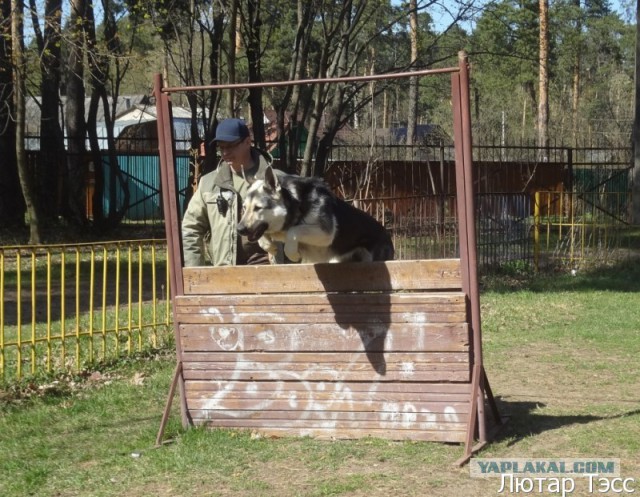 Мой малый друг Мухтар