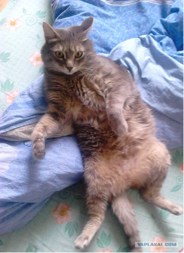 Котовторник 22.07.14
