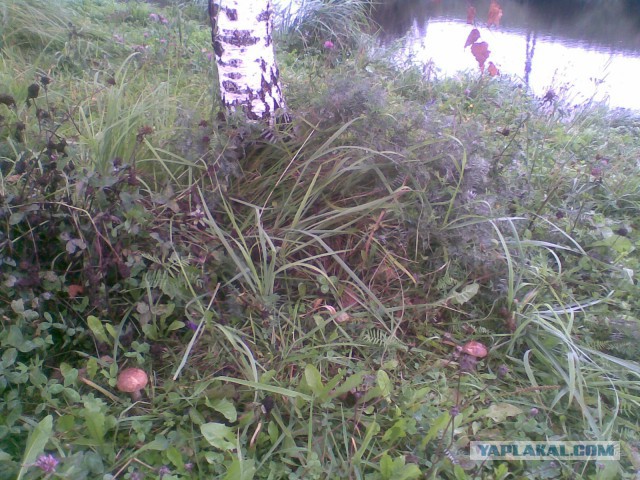 Мои грибочки...