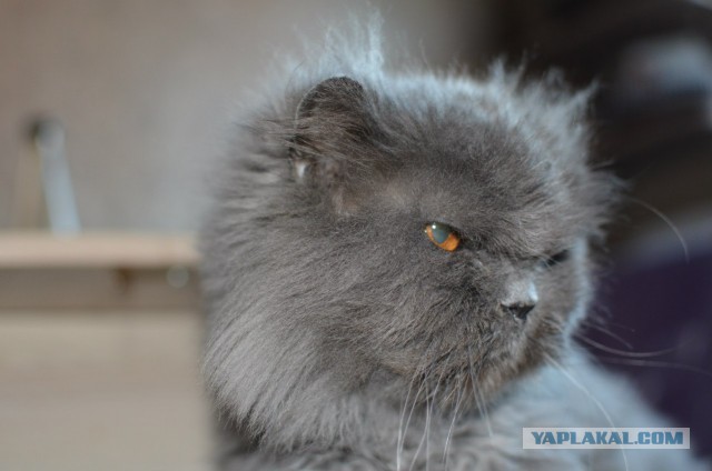 Котовторник 09.09.2014